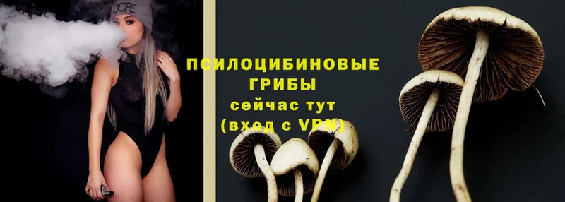 kraken зеркало  Белогорск  Псилоцибиновые грибы Psilocybe 